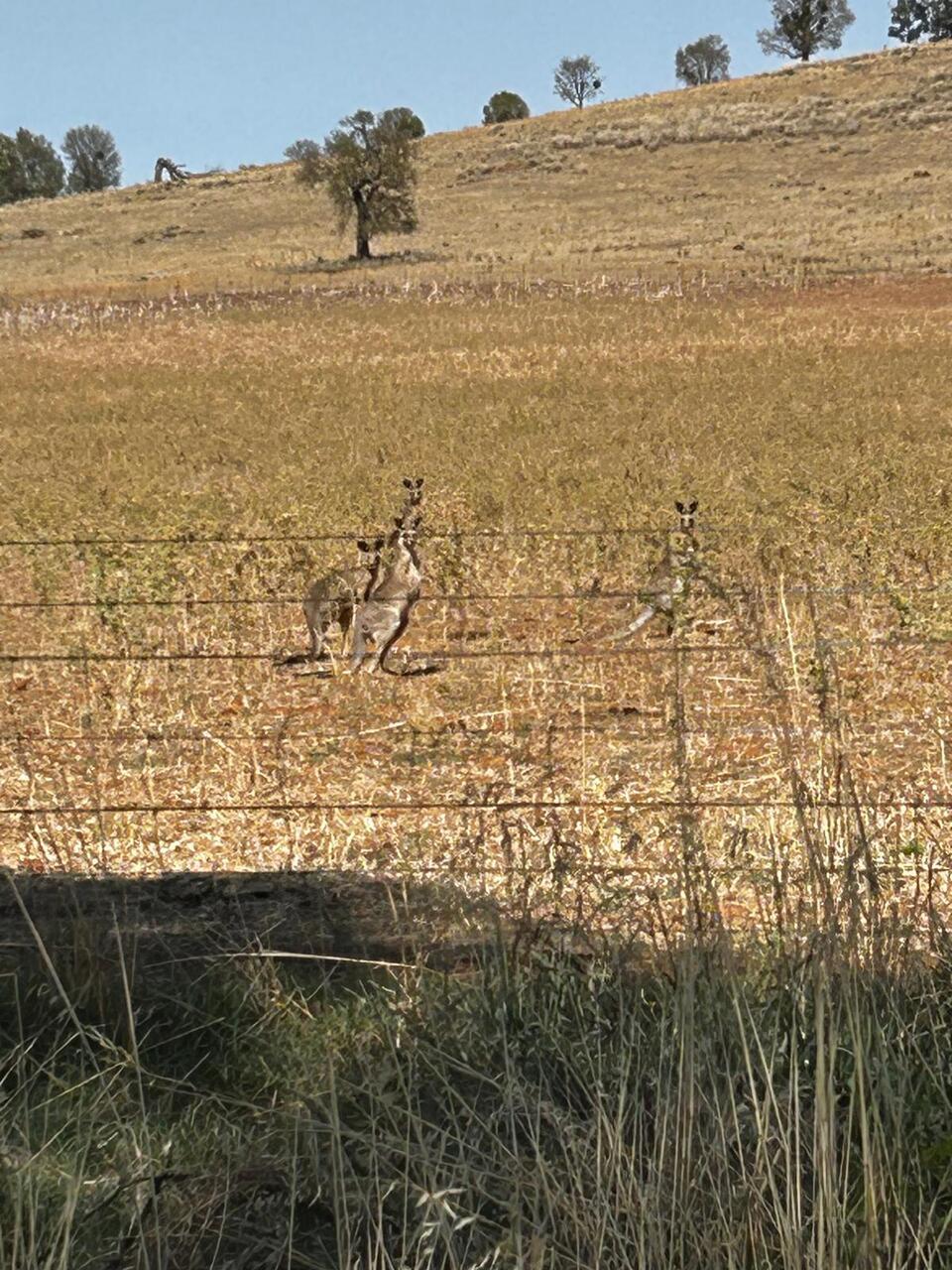 BENOIT ET LES KANGOUROUS